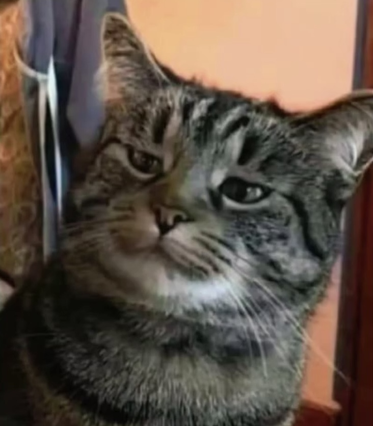 Suspicious cat